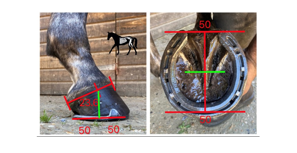 How to Fit a Horse with Shoes: A Comprehensive Guide