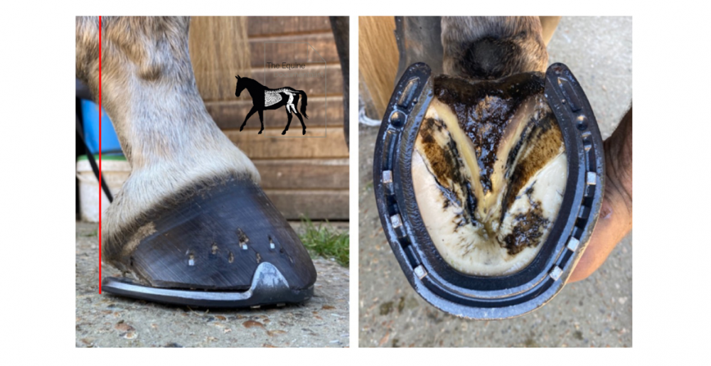 How to Fit a Horse with Shoes: A Comprehensive Guide